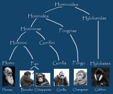 What Is The Scientific Name For A Gorilla - Gorilla Scientific Name - Gorilla Facts | Animal ...