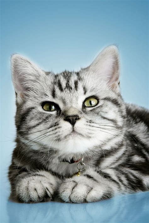 Tabby Cat Breeds Short Hair - Pets Lovers