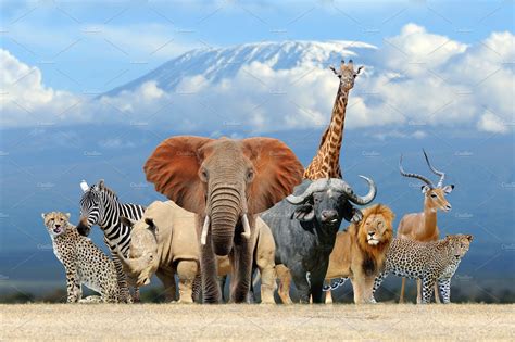 Group of African safari animals toge | High-Quality Animal Stock Photos ...