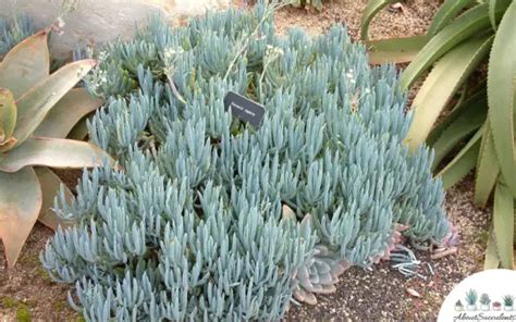 Senecio Serpens - Grow, Care and Propagate - About Succulents