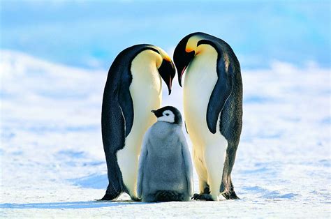 Emperor Penguin Facts (Aptenodytes forsteri)