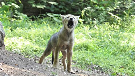 Red Wolf Pup Howling