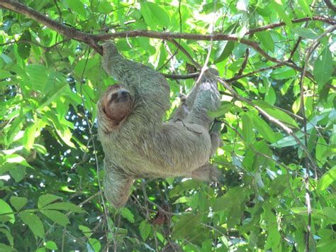 Manuel Antonio wildlife Costa Rica national park