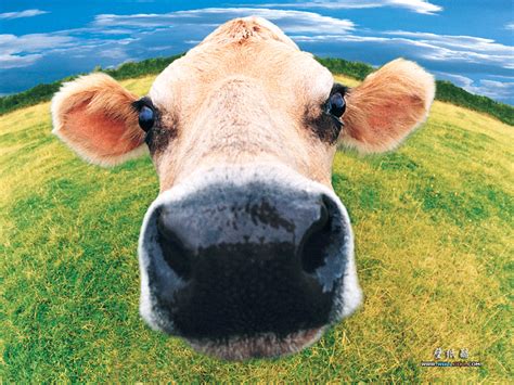 cow - Farm Animals Wallpaper (4983249) - Fanpop