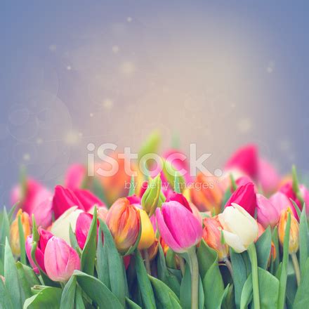 Spring Tulips In Garden Stock Photo | Royalty-Free | FreeImages