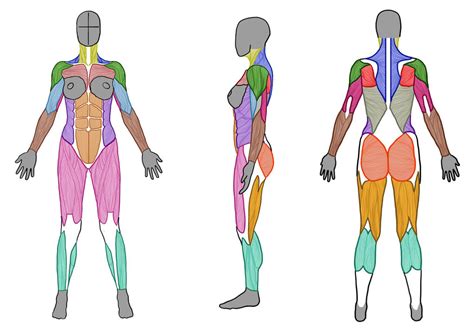 Female Human Body Anatomy Diagram Of Muscles