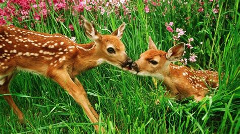 Baby Deer Wallpapers - Top Free Baby Deer Backgrounds - WallpaperAccess