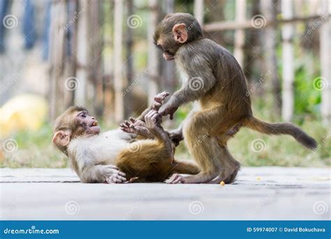 Two baby monkeys stock image. Image of fighting, primate - 59974007