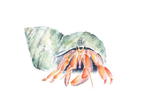 Hermit Crab Watercolor Painting Print From Original Watercolor - Etsy