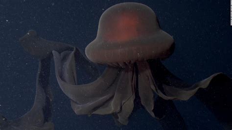 Video shows rare deep-sea encounter with a giant phantom jellyfish - Marventari