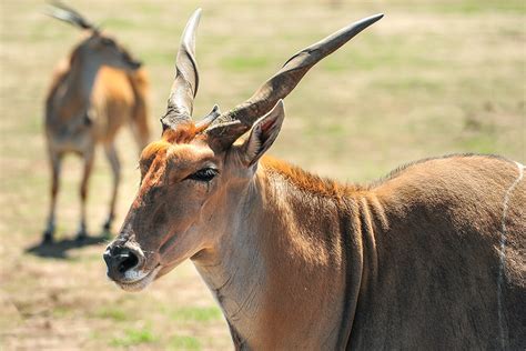 Spiral-horned Antelope | San Diego Zoo Animals & Plants