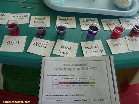 Experiment 13: Red Cabbage pH Indicator, Acid-Base Tests - Homeschool Den