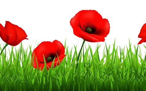 Poppy clipart poppy field, Poppy poppy field Transparent FREE for download on WebStockReview 2024