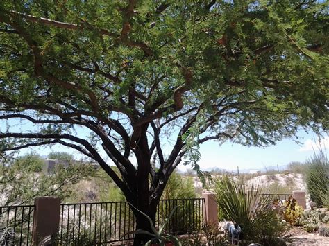 chilean mesquite tree seeds - Joycelyn Ferrari