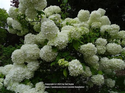 Chinese Snowball Viburnum (Viburnum macrocephalum 'Sterile') in the ...