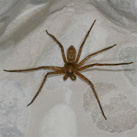 Heteropoda venatoria - The Brown Huntsman Spider aka Giant Crab Spider aka Banana Spider