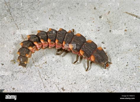 Glow worm beetle hi-res stock photography and images - Alamy