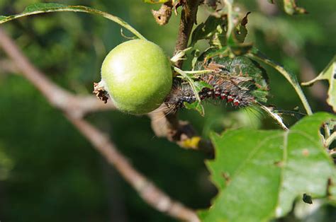 40+ Gypsy Moth Damage Stock Photos, Pictures & Royalty-Free Images - iStock