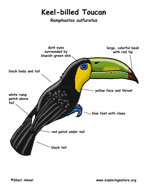 Toucan (Keel-billed)