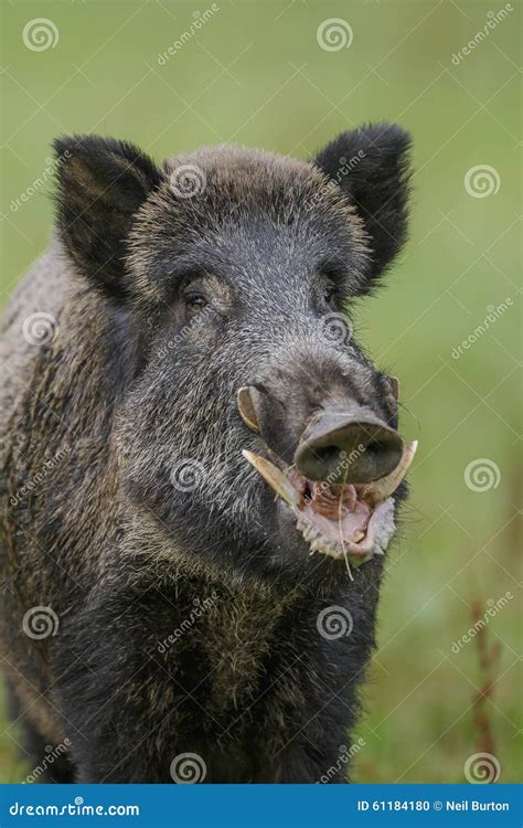 Wild Boar Close-up Stock Photo - Image: 61184180