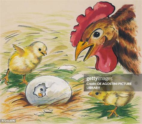 134 Hen With Eggs Drawing Stock Photos, High-Res Pictures, and Images - Getty Images