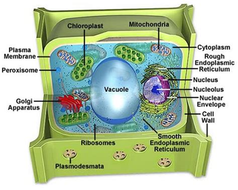 Vacuole In Plant Cell