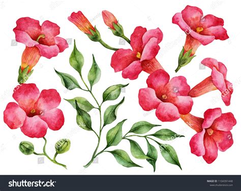 100 Red Trumpet Flowers Paint Images, Stock Photos & Vectors | Shutterstock