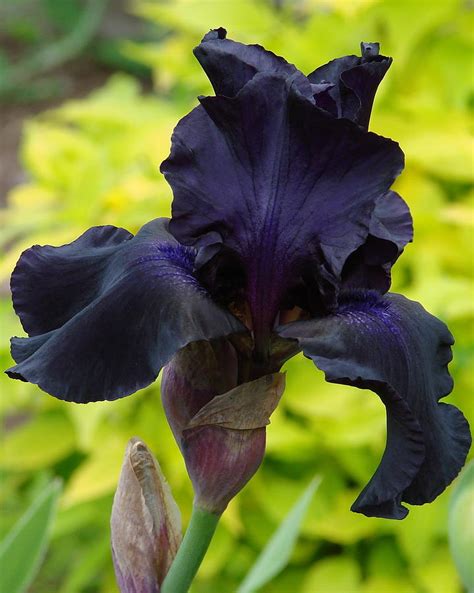 Dark Blue Iris Photograph by Ed Mosier