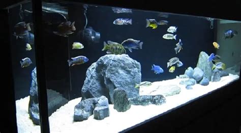 African Cichlid Tank Setup : Cichlid Crazy