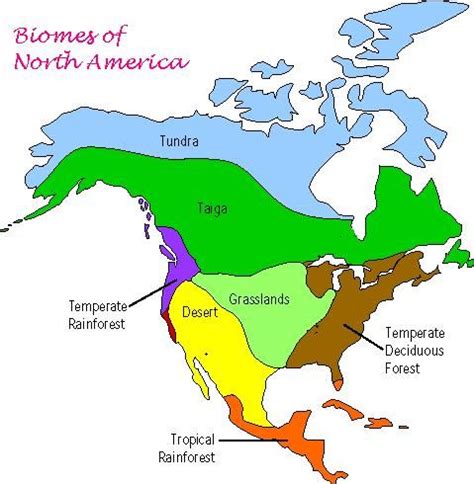 Biome Map Of North America – Map Vector