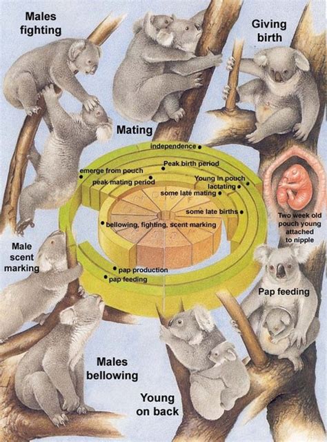 KOALAS - Blog