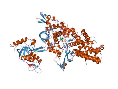 25 Ligase Enzyme Example: Detailed Facts – Lambda Geeks