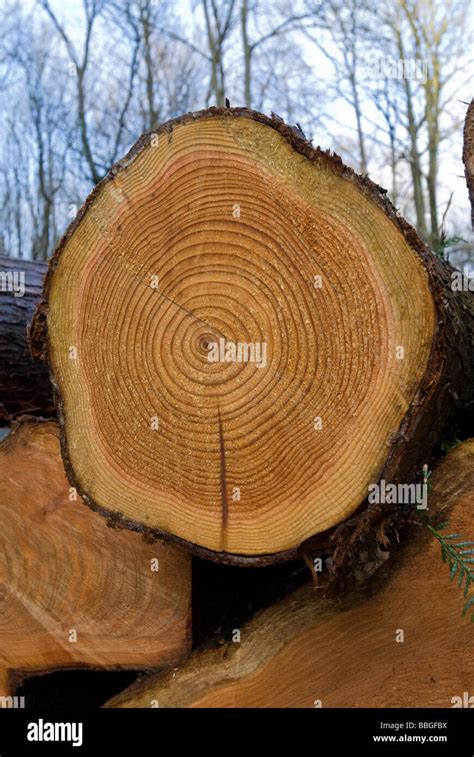 Tree trunk rings hi-res stock photography and images - Alamy