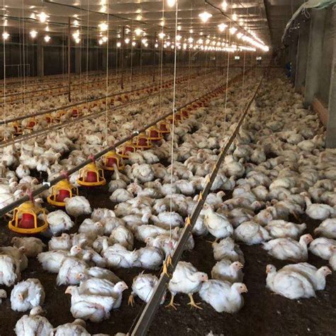 China Automatic Broiler Chicken House Environment Control System - China Poultry Equipment ...