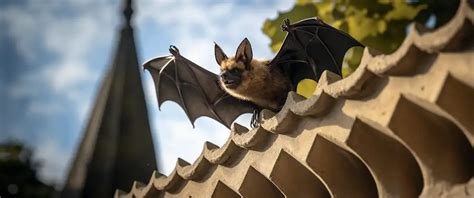 Uncover Pros & Cons of DIY Bat Removal: Control or Wildlife Risk ...