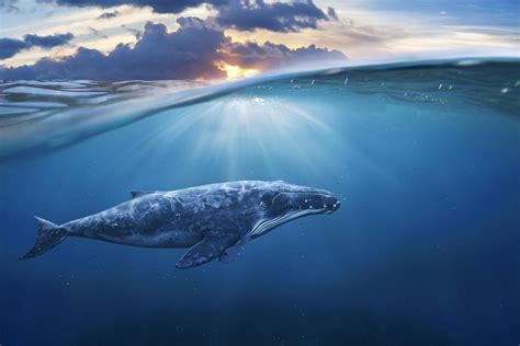 Blue Whale Facts: Breathtaking Gentle Giants of the Ocean