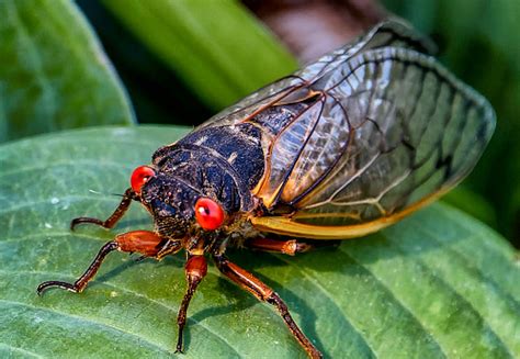 Cicadas 2024 Chicago Illinois - Aile Lorene