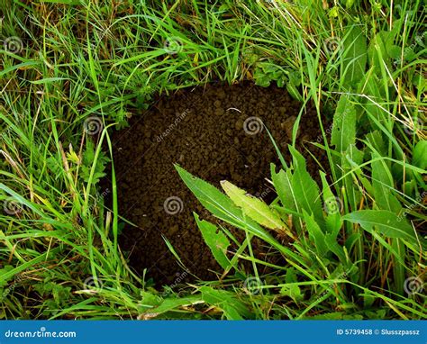 Mole hill stock photo. Image of five, grass, indication - 5739458