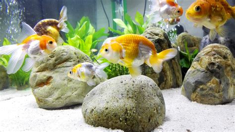 Goldfish aquarium ideas - bezyasian