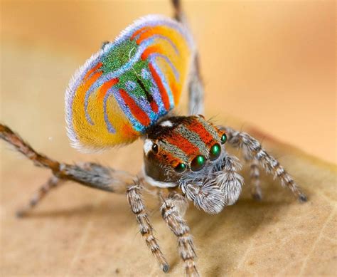 Party Animals | 7 New Peacock Spider Species | Blog