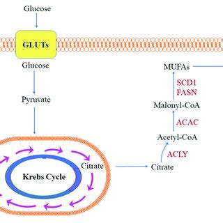 | Simplified representation of de novo lipogenesis in the tumor cell ...