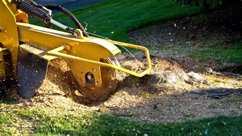 6 Tree Removal Equipment that Pros Use to Make the Job Safe