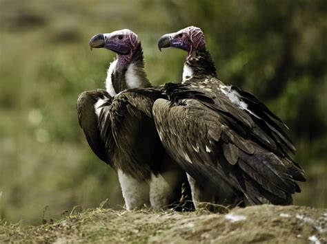 SOUTH AFRICA'S FIRST VULTURE SAFE ZONE | Tswalu