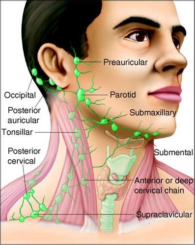 Posteridad Decir a un lado radical auricular lymph nodes único Construir sobre mirar televisión