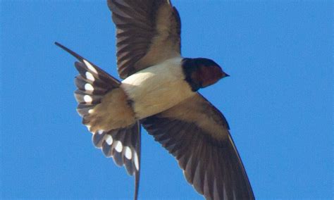 Changes in climate and land cover affecting European migratory bird ...