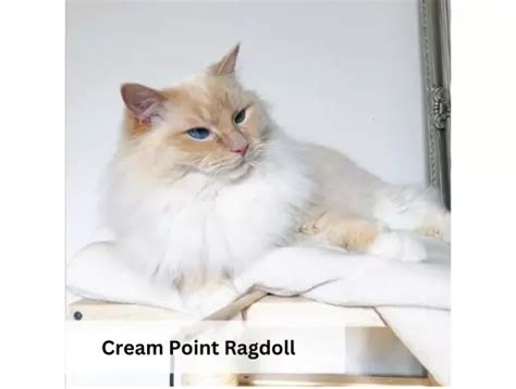 Mèo Ragdoll mắt xanh | hoa hậu thân thiện trong giới mèo