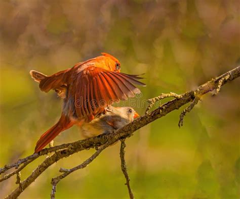 Cardinals Mating in the Springtime Stock Photo - Image of green, female: 246261882