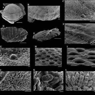 species of Polyplacophora. — A–D. Lucilina tilbrooki M ILNE 1958,... | Download Scientific Diagram