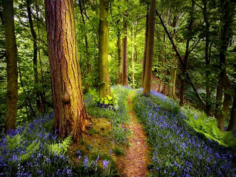 Forest Wildflowers wallpaper | nature and landscape | Wallpaper Better