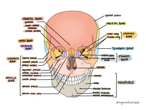 Osteology of the head and neck - Revise Dental